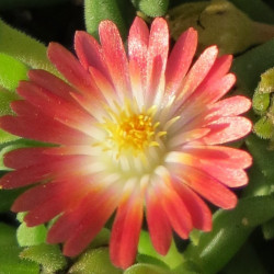 Delosperma