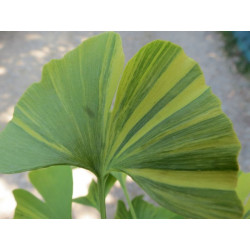 Vente en ligne de Ginkgo