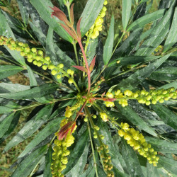 A l'ombre des figuiers - Mahonia