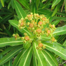 Online sale of Euphorbia on A l'ombre des figuiers