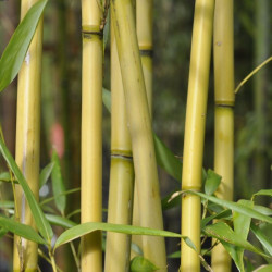 A l'ombre des figuiers - Bambous