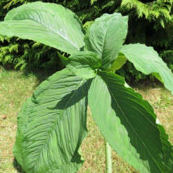 Online sale of Araceae (Remusatia, Soromatum, ...)