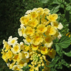 A l'ombre des figuiers - Lantana rustiques