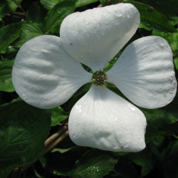 Dogwood