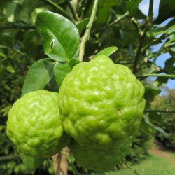 Online sale of citrus fruit on A l'ombre des figuiers