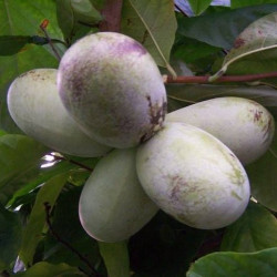 Online sale of Asimina (paw paw)