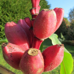 Banana trees