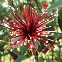 Trees with edible fruit