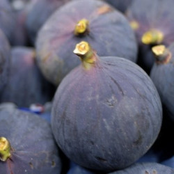 Online sale of fig trees on A l'ombre des figuiers