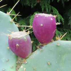 Online sale of Barbary fig on A l'ombre des figuiers