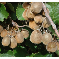 Online sale of kiwi fruit on A l'ombre des figuiers