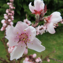 Online sale of dwarf fruit trees on A l'ombre des figuiers