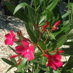 Vente en ligne de lauriers-roses, Nerium oleander