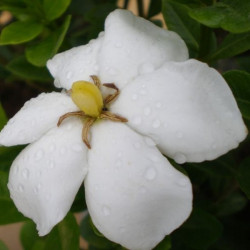 Hardy gardenias