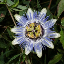 Online sale of Passiflora, passion fruit