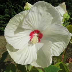 Vente d'hibiscus des marais