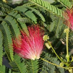 Online sale of Albizia, silk tree, on A l'ombre des figuiers