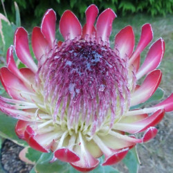 Online sale of Protea on A l'ombre des figuiers