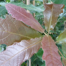 Online sale of oak trees, Quercus