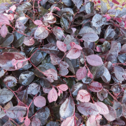 Online sale of Loropetalum