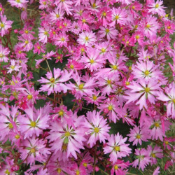 Online sale of Saxifraga