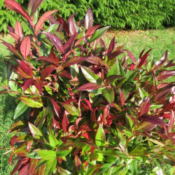 Online sale of Leucothoe