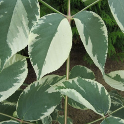 Online sale of Aralia