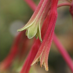 Beschorneria and Doryanthaceae