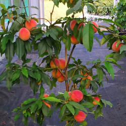 'fruit me' dwarf trees