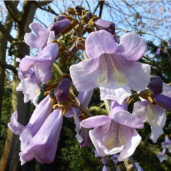 Online sale of Paulownia