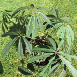 Online sale of Schefflera