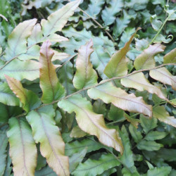 Blechnum ferns