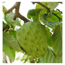 Tropical fruit trees