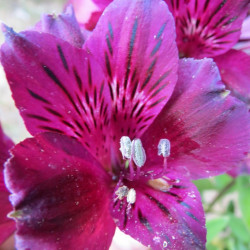 Online sale of Alstroemeria