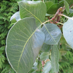Online sale of pistachio trees