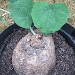 Plantes à caudex