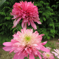 Online sale of Echinacea