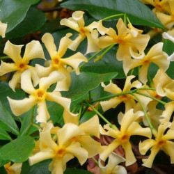 Star jasmine