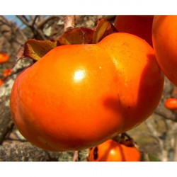 Online sale of persimmon, Diopsyros