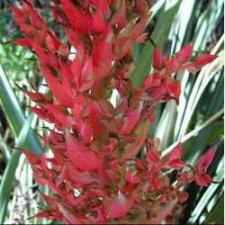 Online sale of Puya