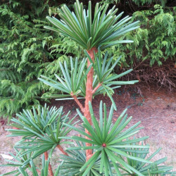 Online sale of Sciadopitys, Japanese pines