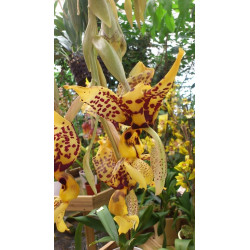 Online sale of unusual indoors orchids