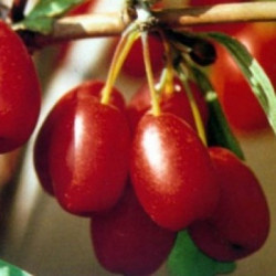 Edible dogwood berries