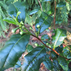Vente en ligne de théiers, cacaotiers et caféiers, Camellia sinensis, Theobroma cacao et Coffea arabica