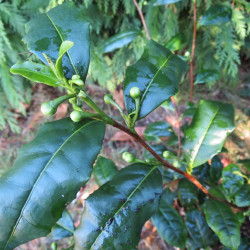 Vente en ligne de théiers et caféiers, Camellia sinensis, Coffea arabica