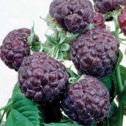 Online sale of raspberry and blackberry plants