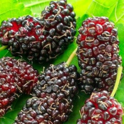 Online sale of blackberry trees on A l'ombre des figuiers