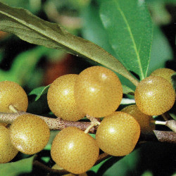 Silverberry shrubs