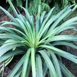 Vente en ligne de Mangave, hybrides d'Agave et Manfreda