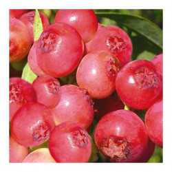 Online sale of blueberry trees (Vaccinium)